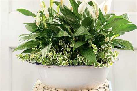 4 Durable Indoor Plants For Your Home Canadian Living