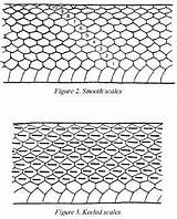 Scales Snakes sketch template