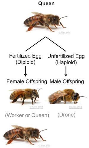 Cape Honey Bee Apis Mellifera Capensis Escholtz In 2021 Honey Bee