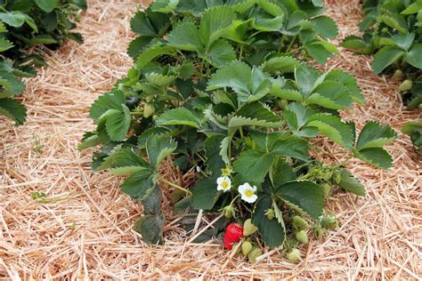 strawberry plant care top tips