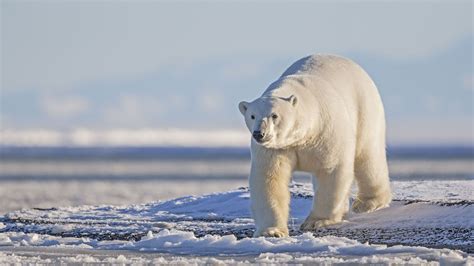 inventan  nuevo tejido  atrapa el calor como la piel del oso polar