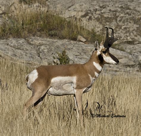 antelope trophy units eastmans official blog mule deer antelope