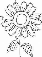 Sunflower Coloring sketch template