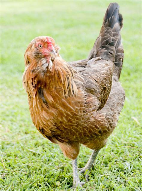facts  ameraucana chickens   simply enchant