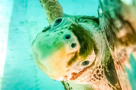 Turtle Conservation In The Maldives Rescue Rehabilitation Head Start