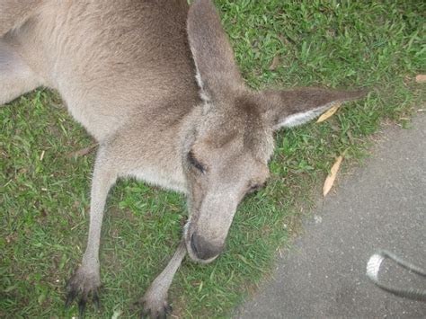 Faune à Brisbane Top 10 Des Animaux Australiens Indigènes Sauvages à