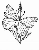 Disegni Farfalle Bambini Colorare sketch template