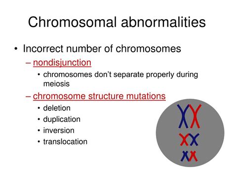 Ppt Chromosomal Abnormalities Errors Of Meiosis Powerpoint