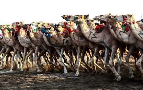 over 40 camels barred from saudi ‘beauty pageant over use of botox