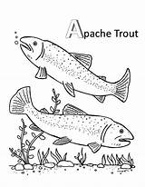 Trout Coloring Brook Pages Apache Mating Getcolorings Color Getdrawings sketch template