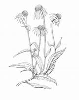 Coneflower Drawing Echinacea Sketch Drawings Paintingvalley Cynth Sketches sketch template