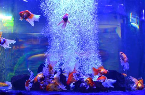 bubblers    fish tank aquariumsavvy
