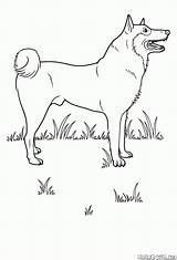 Cani sketch template