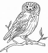 Owl Coloring Pages Kids Printable Owls Sheets sketch template