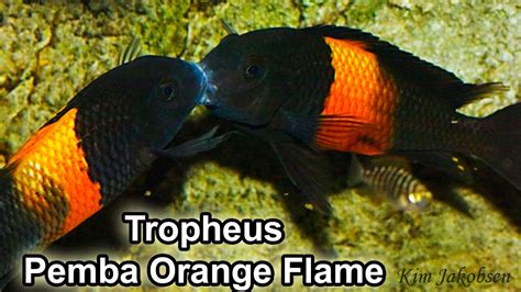 tropheus sp black pemba bemba orange flame youtube