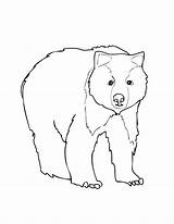 Grizzly Bear Coloring Pages Getdrawings sketch template