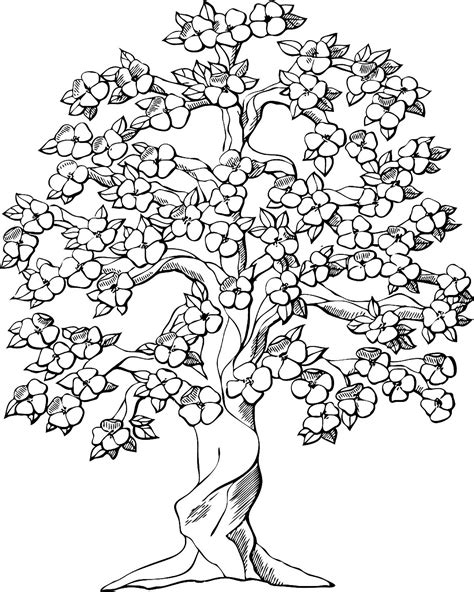 plumeria flowering tree coloring page tree coloring page flower