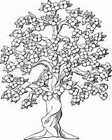 Coloring Pages Tree Flower Printable Colouring Sheets Flowering Adult Plumeria Drawing Sweeps4bloggers Adults sketch template