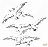 Coloring Pages Printable Seagull Seagulls Seaguls Kleurplaat Meeuwen Para Gaviotas Colorear Dibujo Meeuw Drawing Patterns Bird Dibujos Imprimir Les Vogel sketch template