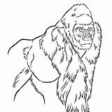 Gorilla Coloring Anthropologists Drawing Anthropology Charon Henning Stands Stride Mid Description Line sketch template