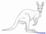 Kangaroo Drawing Sketch Kids Draw Easy Australian Drawings Getdrawings Paintingvalley sketch template