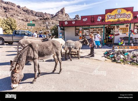 oatman arizonausaamerica ghost town  donkeys  burros