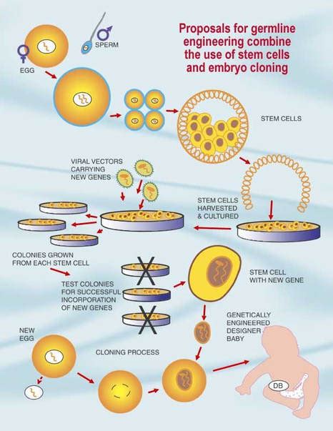 introduction to genetic engineering of embryos