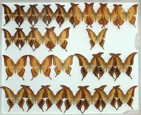 iga pa 1114 suguru igarashi insect collection part i