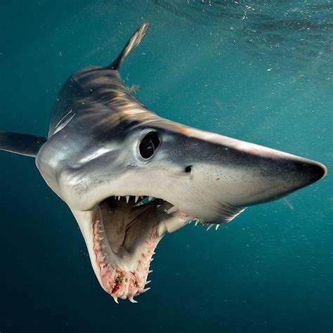 mako shark rnatureismetal