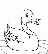 Duck Coloring Pages Cute Printable Realistic Cool2bkids Kids Drawing Rubber Baby Color Template Duckie Mallard Getcolorings Pag Print Getdrawings sketch template