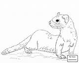Weasel Coloring Drawing Polecat Getdrawings sketch template