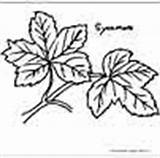 Coloring Pages Kids Leaves Leaf sketch template