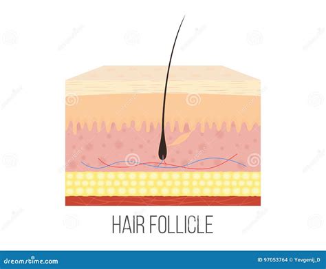 hair follicle human skin layers  hair follicle  stock vector illustration  muscle