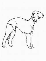 Hund Terrier Bedlington Malvorlage sketch template