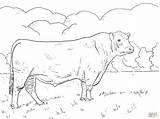 Coloring Bull Pages Angus Printable Cow Farm Supercoloring Colouring sketch template