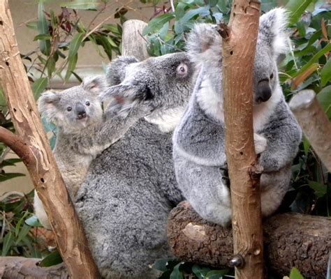 koala family flickr photo sharing