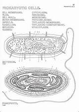 Pages Prokaryote Endocrine sketch template