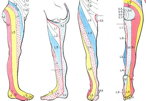 radiculopathy santa barbara deep tissue riktr pro massage nicola lmt