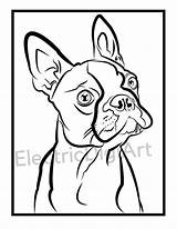 Terrier Boston Coloring sketch template