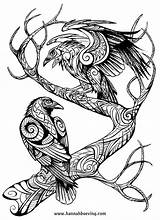 Raven Muninn Huginn Norse Hugin Munin Raben Odins Keltische Odin Benu Ravens Vikings Nordische Corbeau Mythologie Crow sketch template