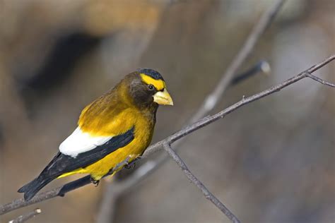 45 Yellow Birds In North America Id And Song Guide