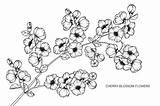 Bloemen Lijn Schets Kersenbloesem Trekken Fiore Fiorisce Schizzo Ciliegia sketch template