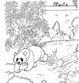 Coloring Zoo Pages Panda Bear Color Coloringpages1001 Kids Animal Giant sketch template