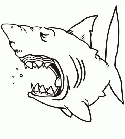 shark coloring book coloring home