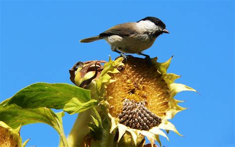 hq wallpapers arena sparrow sitting on sun flower