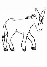 Donkey Coloring Getdrawings sketch template