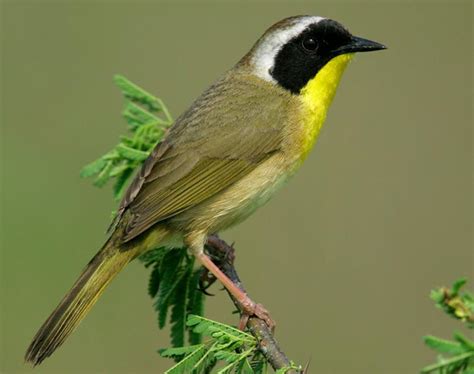 common yellow throat bird picsninja club