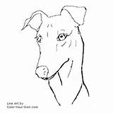 Greyhound Coloring Headstudy Dog Pages Own Color Drawings Line Children sketch template