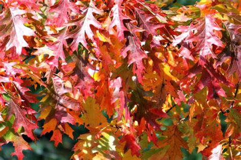 carol steel oak  maple leaves