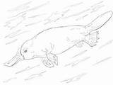 Platypus Ornitorrinco Colorear Nadando Billed Categorías sketch template